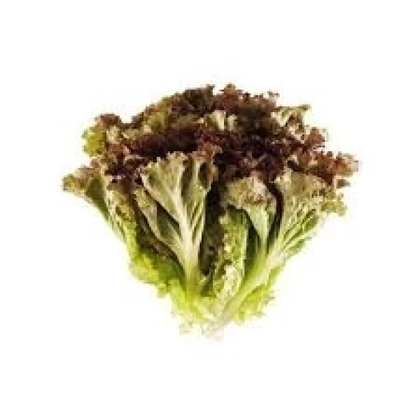 ALFACE ROXA HIDROPONICA UND