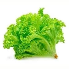 ALFACE CRESPA COMUM UND