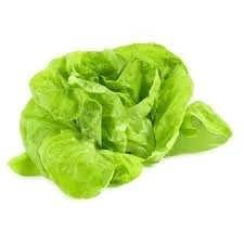 ALFACE LISA COMUM UND